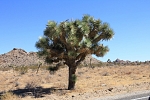 North America - USA - California - Joshua Tree Park. Joshua Tree - the symbol of the Park. Beattiful exemplar. Where it is sourcing water is a real secret.