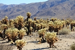 North America - USA - California - Cactus Garden. Cholla cactus. Plenty of them, creating a beautiful cactus garden, in the middle of nowhere.
