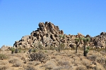 North America - USA - California - Joshua Tree Park. After entering the park first Joshua Trees start to appear.