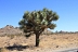 Joshua Tree Park. Joshua Tree - stom, který je symbolem celého parku. Na obrázku je krásný kousek, ale kde si sežene vodu, je skutečná záhada.