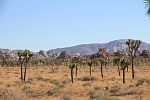 Severní Amerika - USA - Kalifornie - Joshua Tree Park.