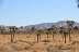 Joshua Tree Park.