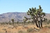 Joshua Tree Park.