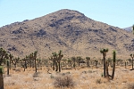 Severní Amerika - USA - Kalifornie - Joshua Tree Park.