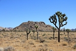 Severní Amerika - USA - Kalifornie - Joshua Tree Park.