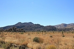 Severní Amerika - USA - Kalifornie - Joshua Tree Park.