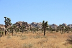 North America - USA - California - Joshua Tree Park.