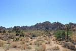 Severní Amerika - USA - Kalifornie - Joshua Tree Park. O poznání zelenější místo. Neprší tu, ale spodní voda vzlíná prasklinami ve zlomu hornin.