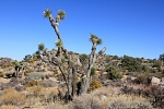 North America - USA - California - Landscape near Lost Horse Mine