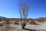 Severní Amerika - USA - Kalifornie - Ocotillo Patch. Ocotillo je keř, součást pouštní flóry, který nevypadá živější než trnitá násada od koštěte. Ale několikrát do roka obroste zelenými lístky.