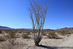 North America - USA - California - Ocotillo Patch. Ocotillo is a shrub, part of desert flora, does not look more live than a thorny broomstick. But several times a year gets small green leaves.