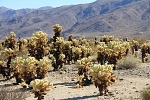 Severní Amerika - USA - Kalifornie - Cactus Garden. Kaktusy Cholla. Je jich tu celá pouštní zahrada, jeden vedle druhého, uprostřed ničeho.