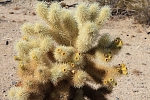 Severní Amerika - USA - Kalifornie - Cactus Garden. Kaktus Cholla. Je velice pichlavý. Se psy vstup zakázán. Auauau.