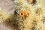 North America - USA - California - Cactus Garden. It is beautiful - just do not touch.