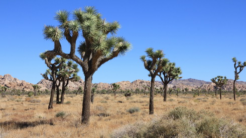 Joshua Tree